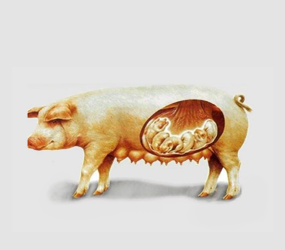 仔豬保溫箱|小豬保溫箱|大號(hào)仔豬保溫箱|母豬專(zhuān)用仔豬保溫箱|豬場(chǎng)專(zhuān)用小豬保溫箱|仔豬專(zhuān)用育寶箱